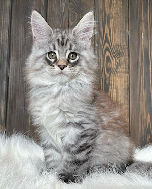Maine-Coon-Kätzchen, weiblich.