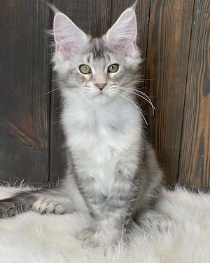 Maine-Coon-Kätzchen, männlich.