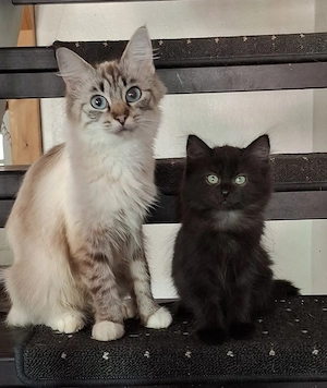 Ragdoll-Mixe