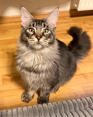 Maine Coon Kater 