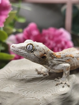 Höckerkopfgecko Jungtier sucht neues Zuhause Rhacodactylus Auriculatus 