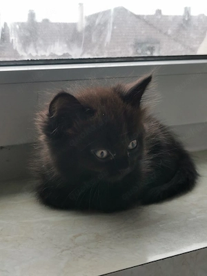 2 süße BKH Mix Kitten weiblich - 3 Monate alt 