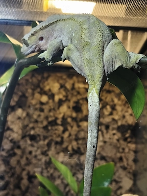 Ich verkaufe meinen weiblichen Kronengecko "Bianca" ca. 3 Jahre alt inkl. Terrarium 