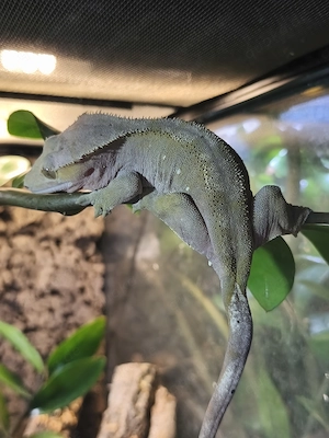 Ich verkaufe meinen weiblichen Kronengecko "Bianca" ca. 3 Jahre alt inkl. Terrarium 