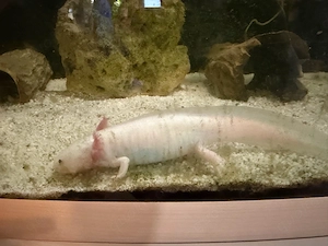 Axolotl Abzugeben