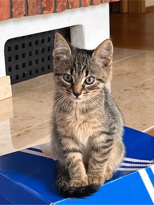 Baybykater  kitten