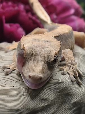 Kronengecko Jungtier sucht neues Zuhause Correlophus Ciliatus 