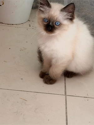 Zwei wunderschöne Heilige Birma Katerchen in Seal Point suchen ihr Für-immer-Zuhause! 
