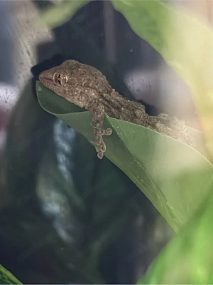 Tarentola Annularis Jungtier