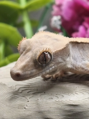 Kronengecko Jungtier poss. 0.1 sucht neues Zuhause Correlophus Ciliatus 