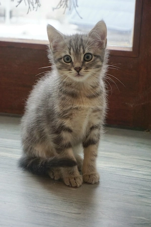 3 Kitten - BKH BLH Mix suchen liebevolles Zuhause