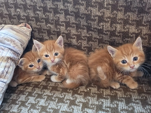 Maine Coon Mix Kätzchen Kitten