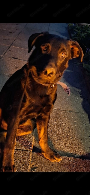 schäferhund rüde