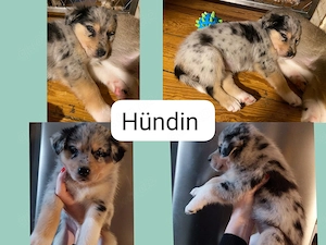 Border Collie Australian Shepherd Mix Welpen
