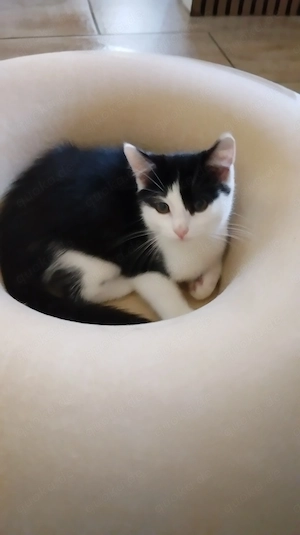Ehk kitten 