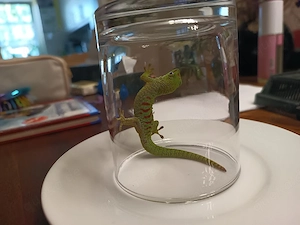 Großer Madagaskar-Taggecko (Phelsuma grandis)   eigene Nachzucht