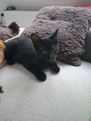 katzenbabys