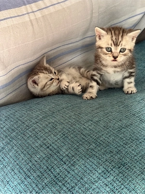 amerikanische Kurzhaar Katzen