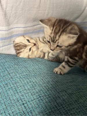 amerikanische Kurzhaar Katzen