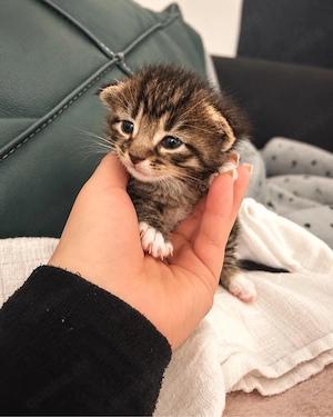     Maine Coon Mix Kitten 