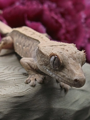 Kronengecko Jungtier poss. 1.0 PV Correlophus Ciliatus 