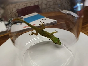 Madagaskar-Taggecko (Phelsuma grandis) aus eigener Nachzucht