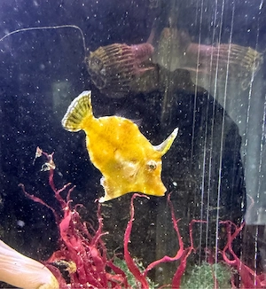 Tangfeilenfisch