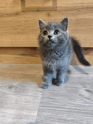 Verkaufe Britisch Langhaar Siam Bkh kitten 