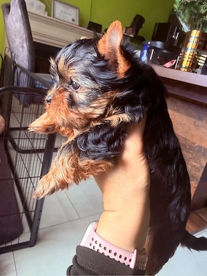 Yorkische Terrier Welpen