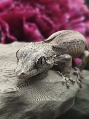 Höckerkopfgecko Jungtier sucht neues Zuhause Rhacodactylus Auriculatus 
