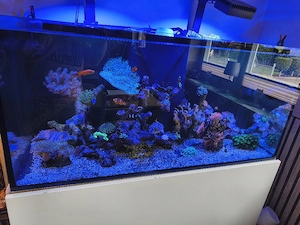 Restbestand Meerwasseraquarium 