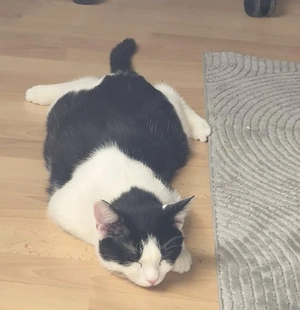 Perser-BKH-Mix  Kater