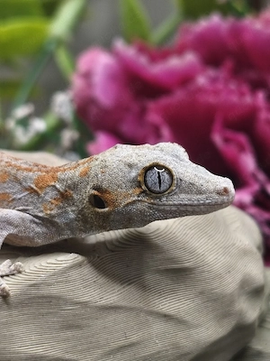 Höckerkopfgecko Jungtier Red Striped Rhacodactylus Auriculatus 