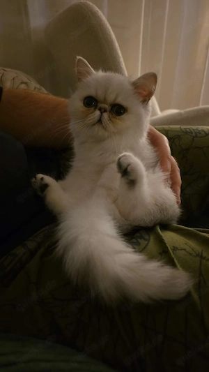 Exotic Shorthair Kater 