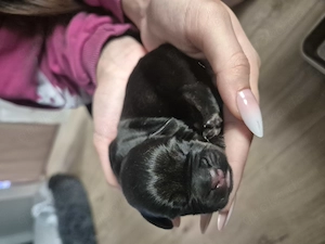 Dackel-Französische Bulldogge-Dackel-Mischlinge 