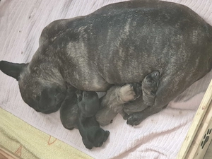 Dackel-Französische Bulldogge-Dackel-Mischlinge 