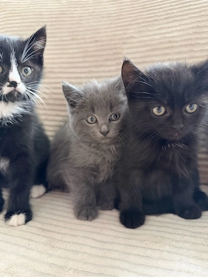 Süße  Katzenbabys 11 wochen Alt 