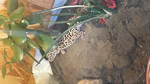 Leopardgecko Männchen