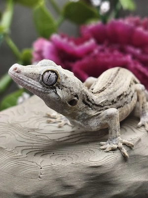 Höckerkopfgecko poss. 0.1 NPV Rhacodactylus Auriculatus