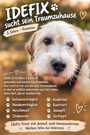 idefix sucht sein menschen 