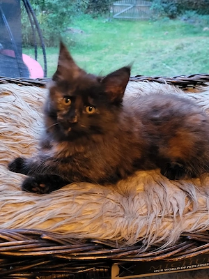 Main Coon Mädchen abzugeben