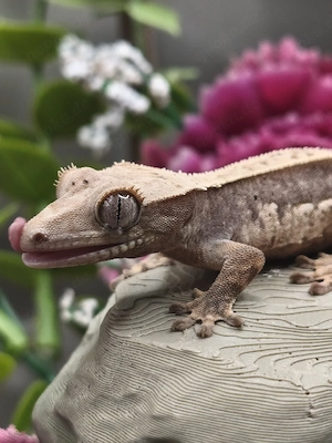Kronengecko Jungtier sucht neues Zuhause Correlophus Ciliatus 
