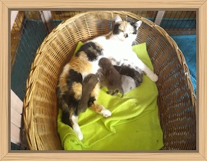 Britisch Kurzhhaar Kitten mit STB