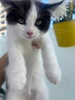 Zuckersüßes BKH BLH Mix Katzenbaby (weiblich)   