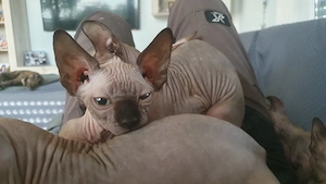 Sphinx kitten suchen neues Zuhause