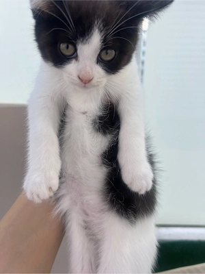 Wunderschönes BKH BLH Mix Katzenbaby (weiblich)   