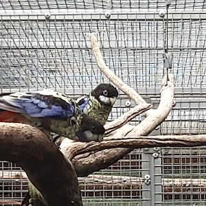 Brownsittiche abzugeben 