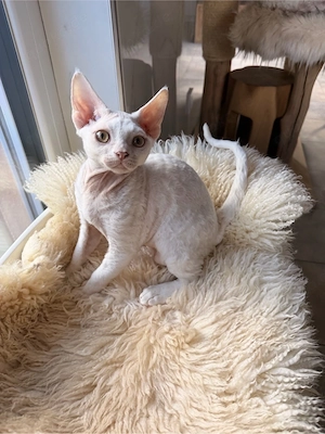 Devon Rex Kitten Katze geimft gechippt Stammbaum 