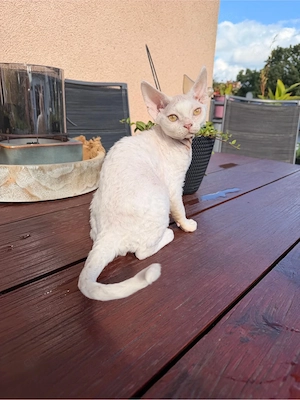 Devon Rex Kitten Katze geimft gechippt Stammbaum 