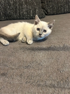 Letzte BKH-Siam Kitte sucht noch ein neues Zuhause!